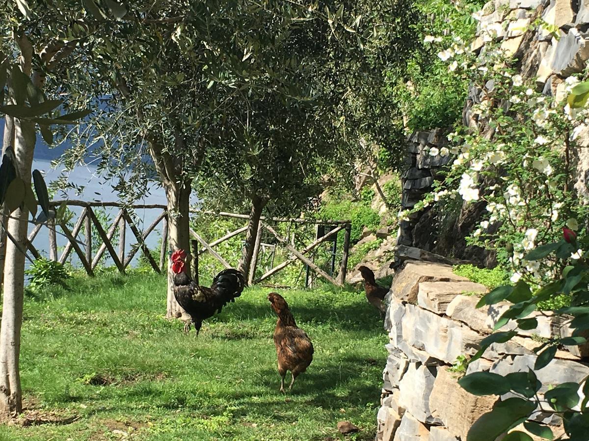 Castagna Holiday Home Nesso Eksteriør bilde